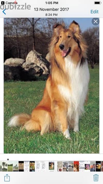 Rough Collie