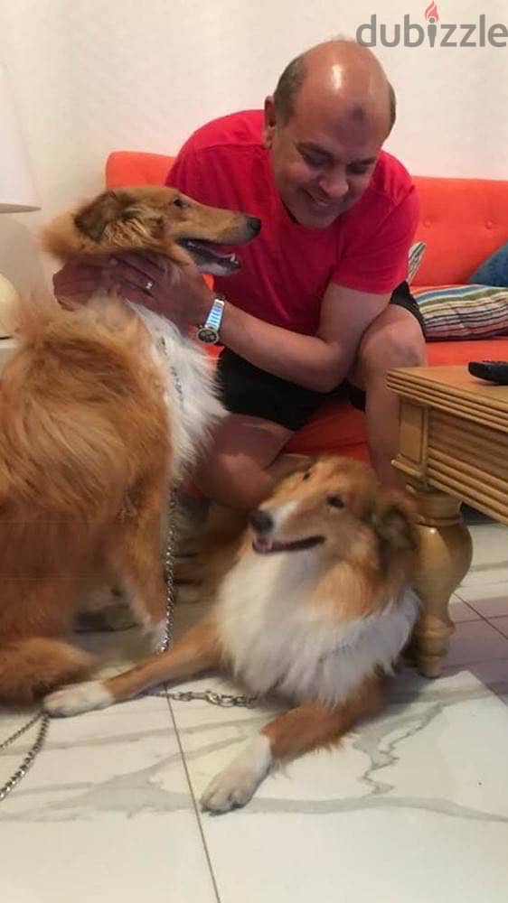 Rough Collie 1