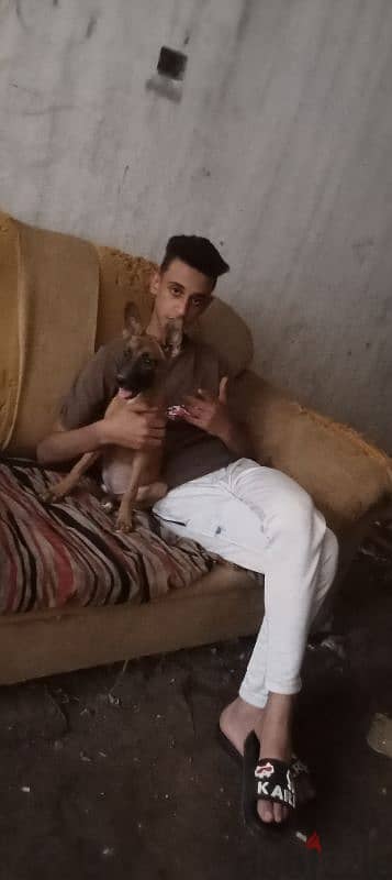 مالينو