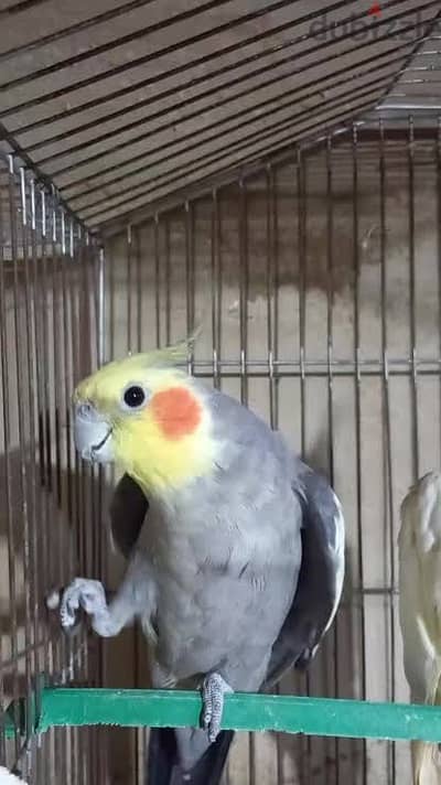 دكر حبشى
