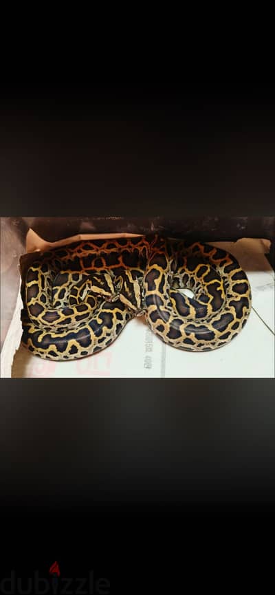 السلام القاهره