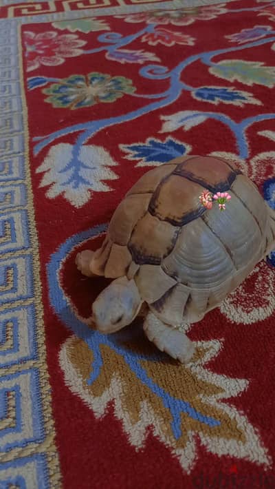 سلحفاء للبيع