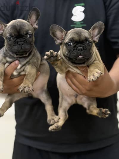French bulldog puppy فرنش بولدوج