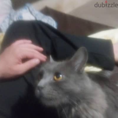 الا قط الا امريكي