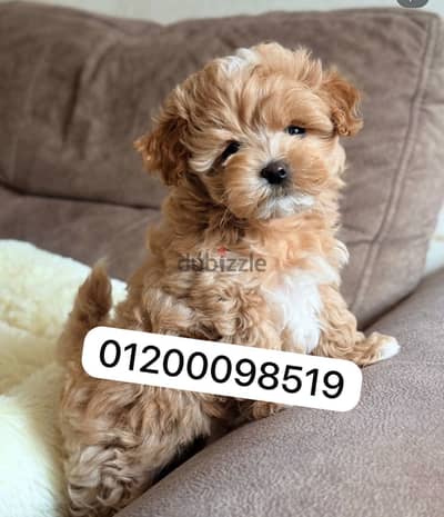 Malti poo