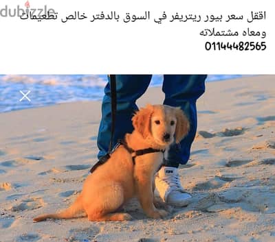 جولدن ريتريفر