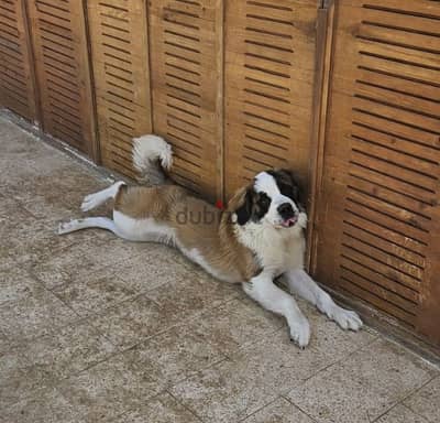 انثي سانت برنارد . . female saint bernard