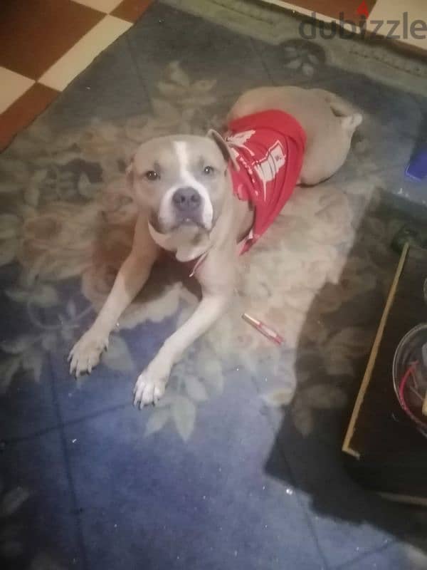 pitbull XL 1