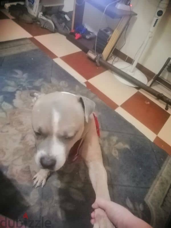 pitbull XL 3