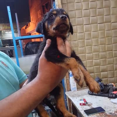 بنوته روت امريكي عمر40يوم