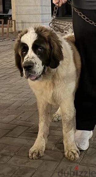 انثي سانت برنارد . . female saint bernard