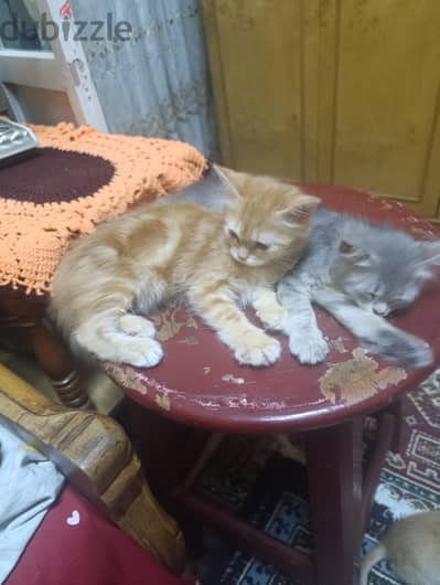 ولدين وبنوته للتبني