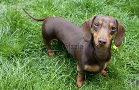 Imported dachshund puppies from best kennels in Europe