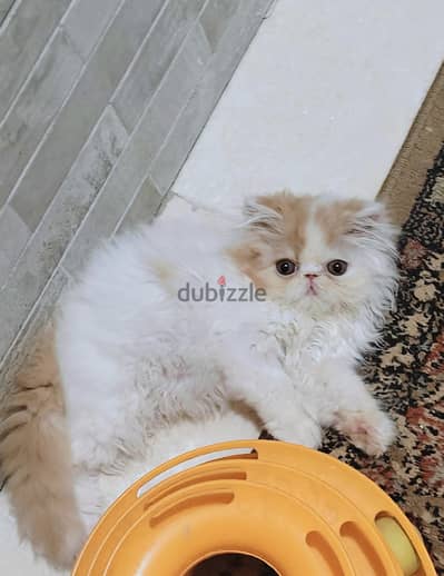 قط بيرشن ڤان ريد وايت