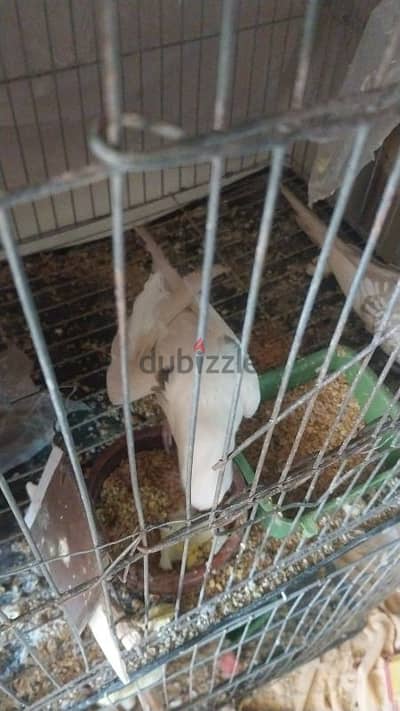 الإسكندرية