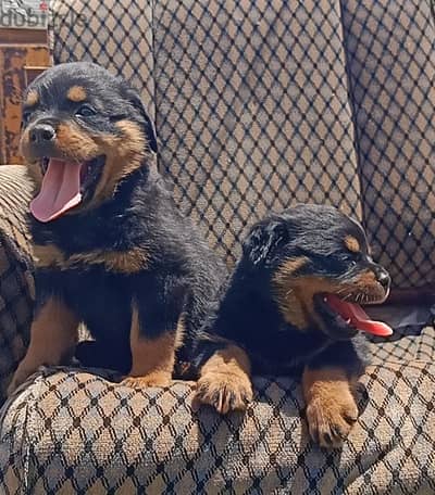 Rottweiler