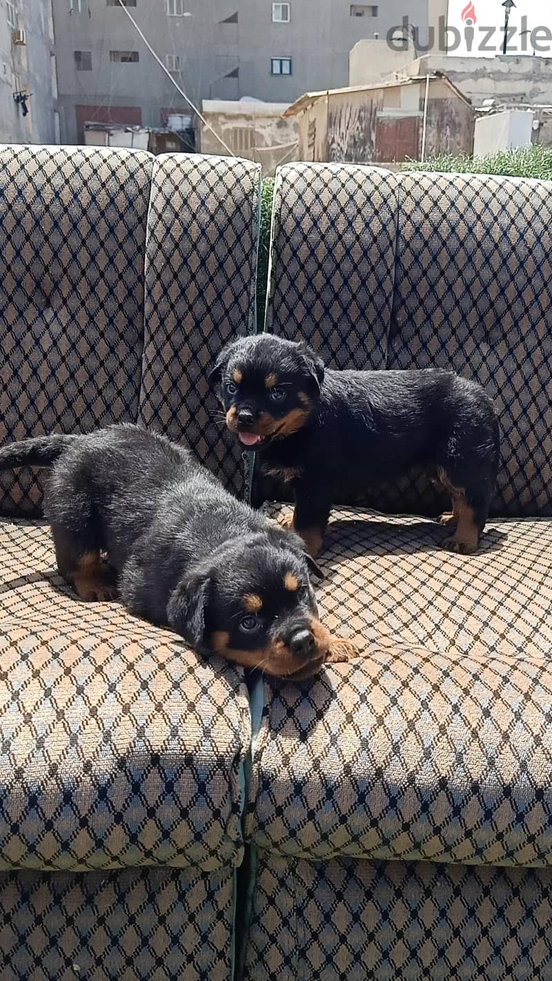 Rottweiler 1