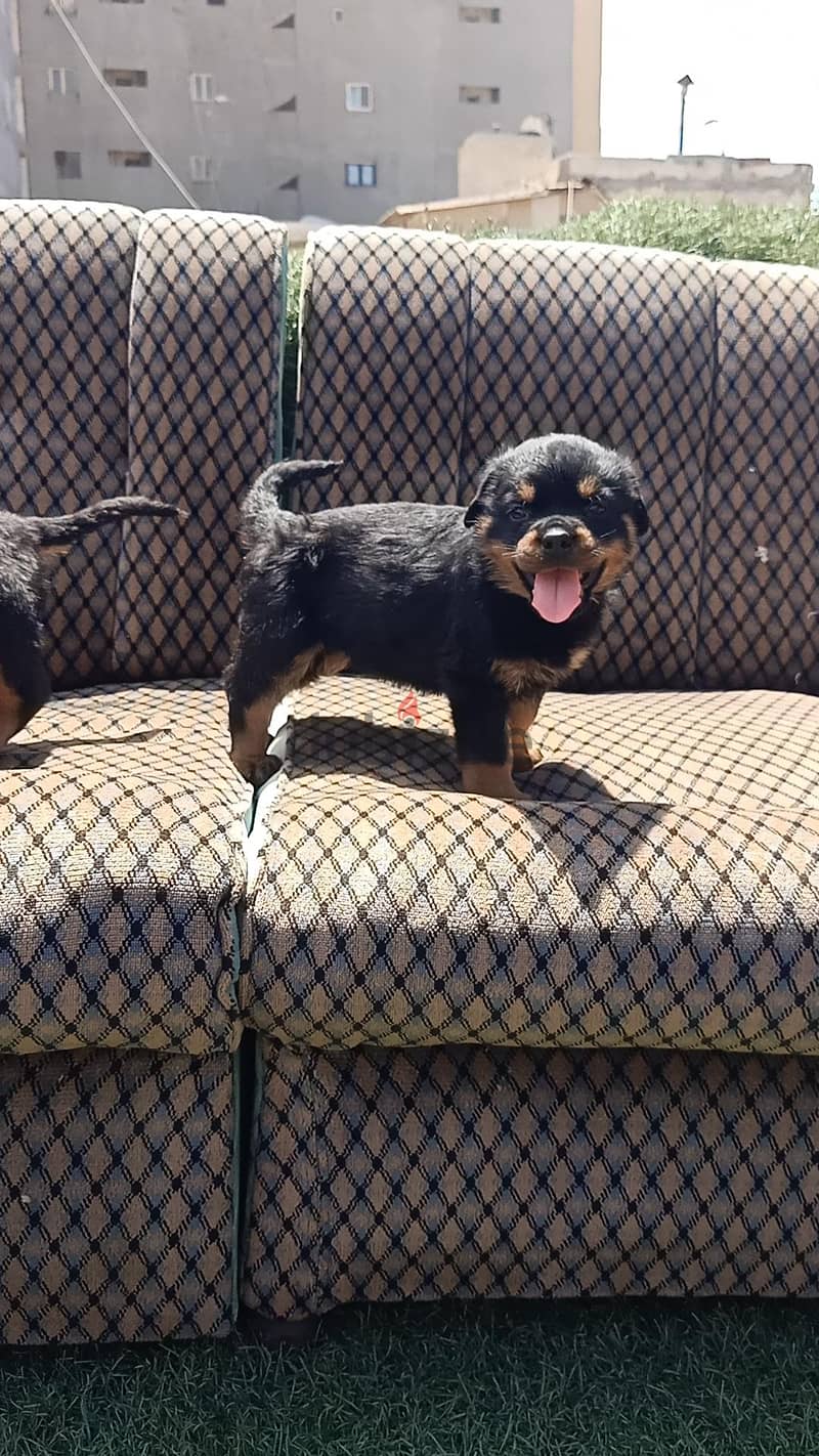 Rottweiler 2