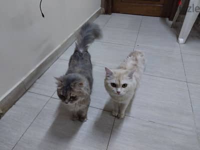 للتبنى