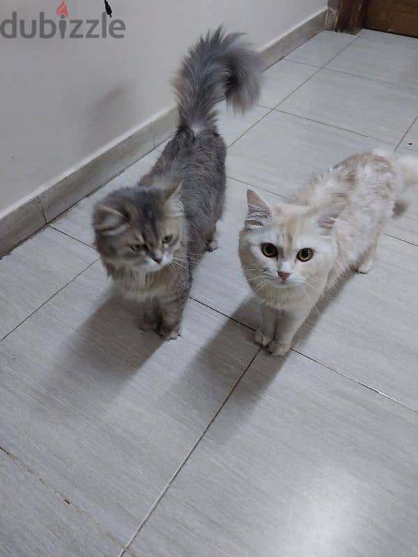 للتبنى 1