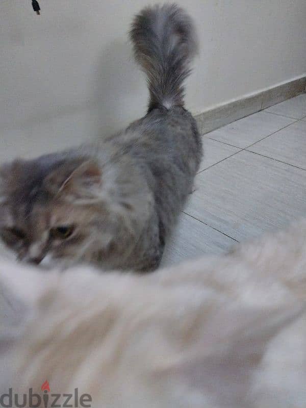 للتبنى 2