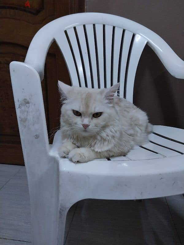 للتبنى 7