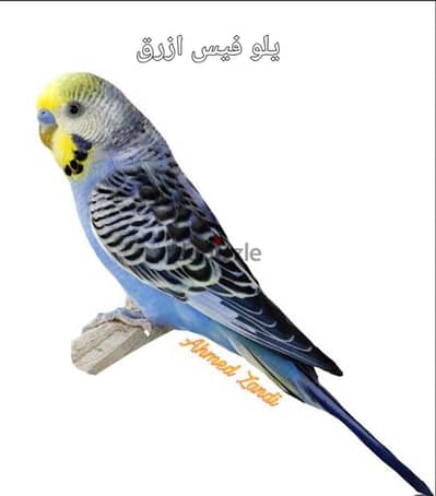 مطلوب بادجي ريمبو  او يلو فيس  عمره سنتين  لونه ازرق  او اي لون اخر