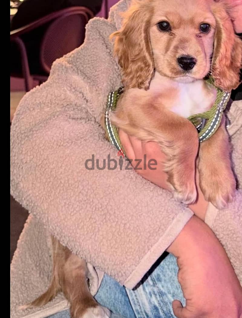 cocker dog 1