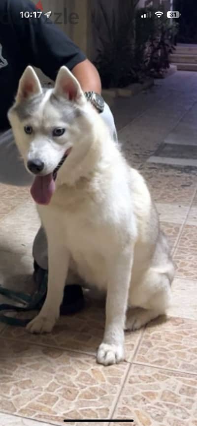 Siberian husky female