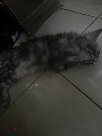 قط شراز  ٣ شهور
