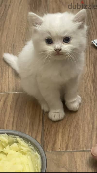shirazi cat