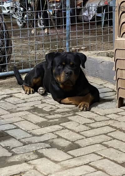 Rottwiler male
