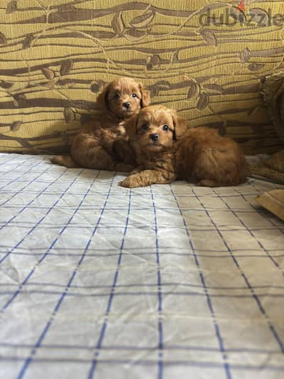 Toy poodle