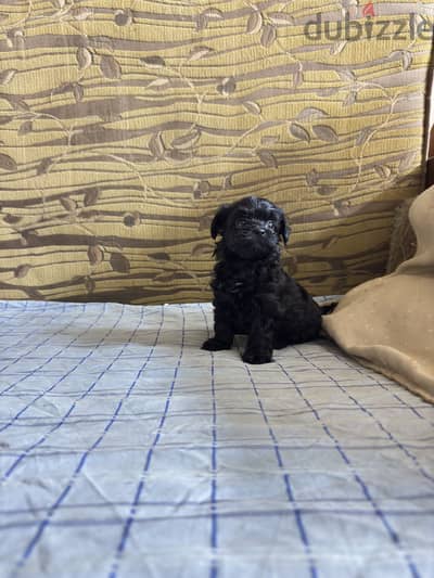 Toy poodle