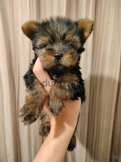 yorkshire mini. puppy