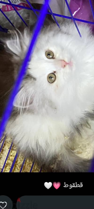 عريس للزواج