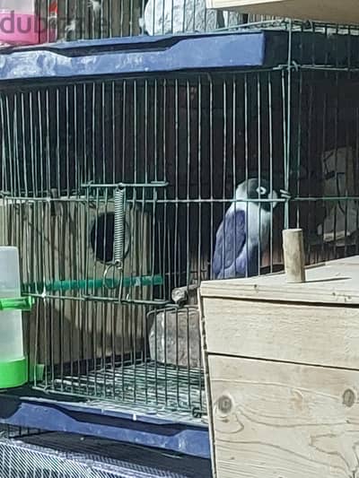 بنت برسوناتا بايضه لوحدها