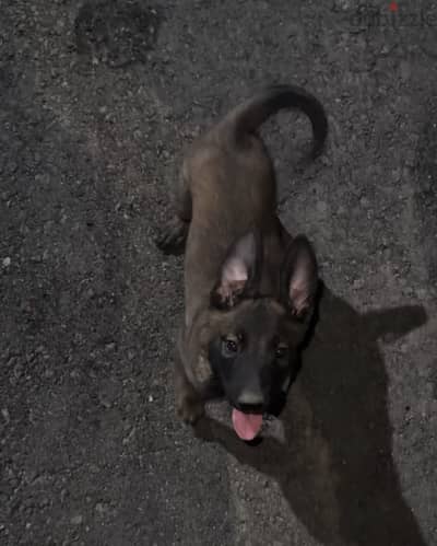 جرى مالينو شهرين Malinois Puppy – 