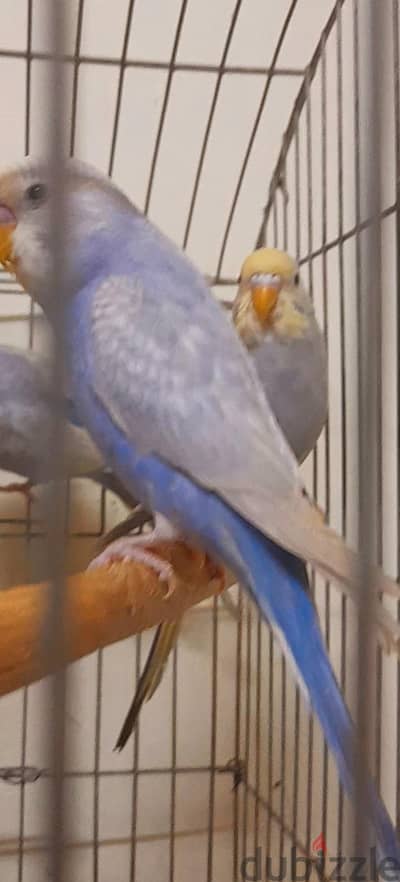 قصين رينبو  بنفسجى و موف