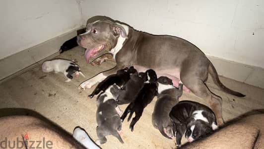 Pidbull dogs
