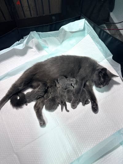 British shorthair kitten