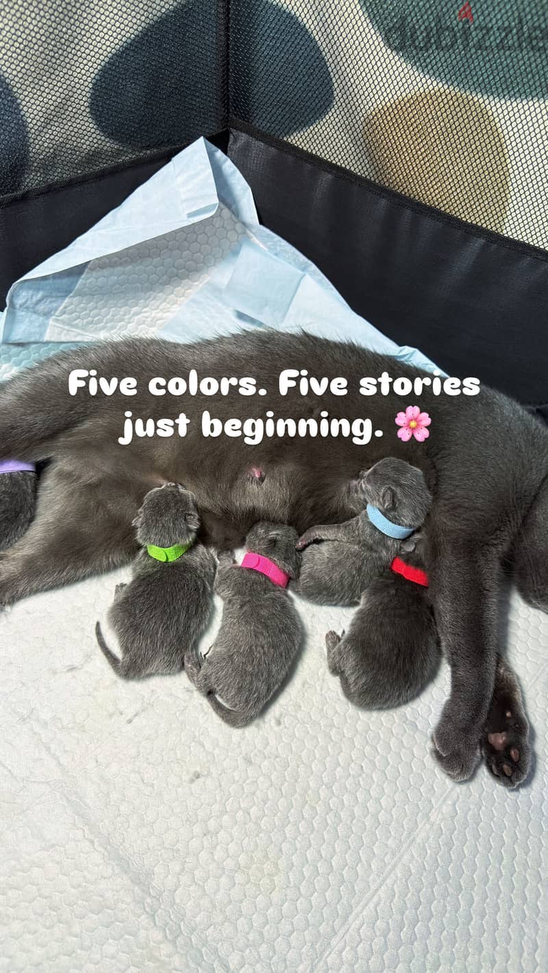 British shorthair kitten 1