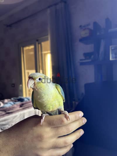 Red Face Pineapple Conure For Sale