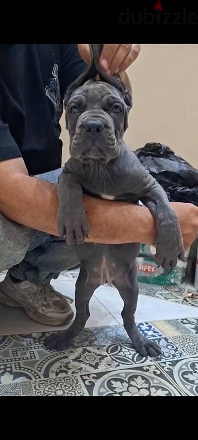 cane Corso puppy كين كورسو