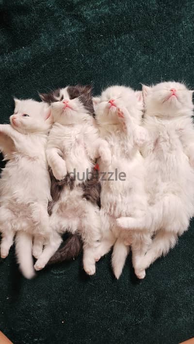 Persian cat for sale