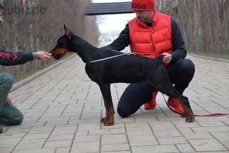 Imported female doberman