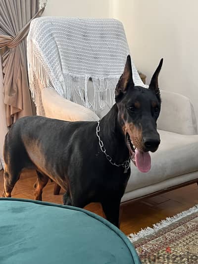 Imported female doberman