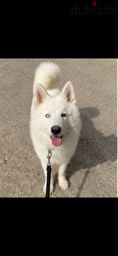 White Siberian husky