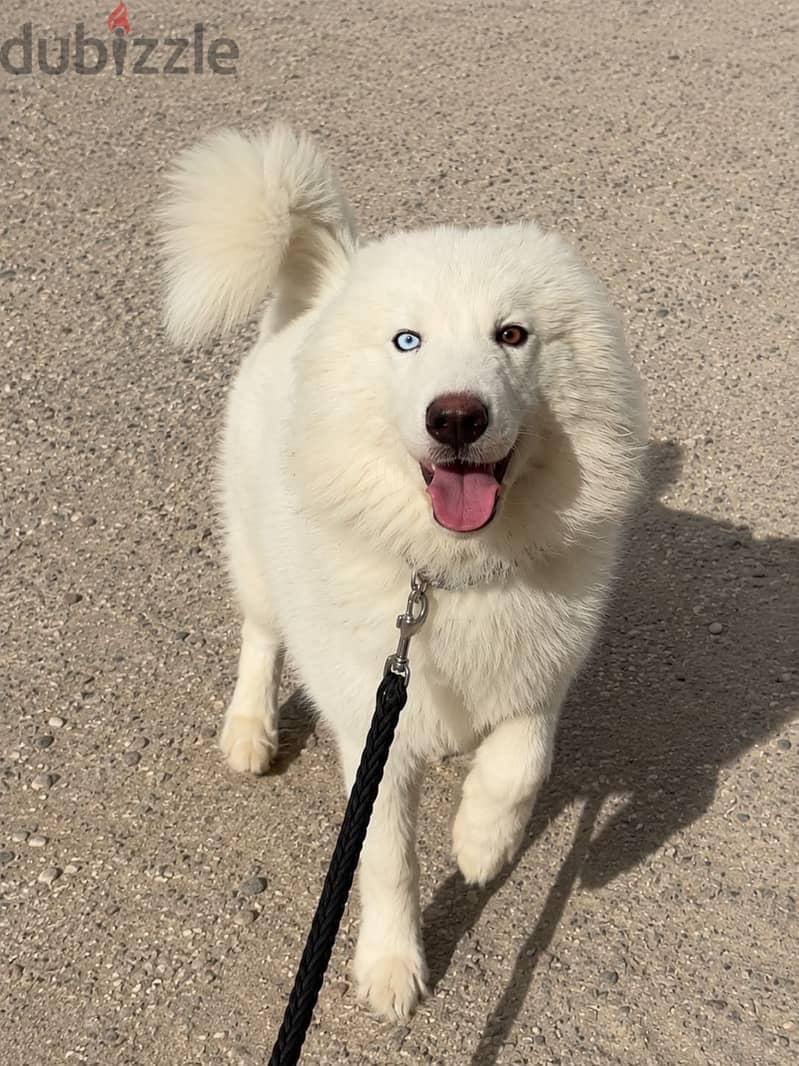 White Siberian husky 1
