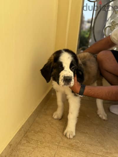 St. Bernard or Saint Bernard dog. 5 months